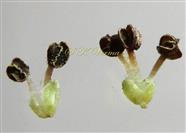  Male Flowers